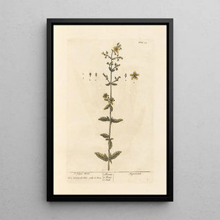 Millepertuis - Elizabeth Blackwell — framed artwork on a wall