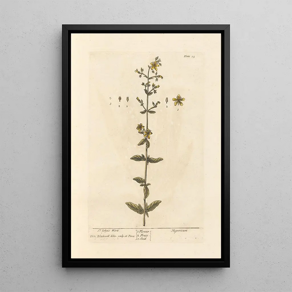 Millepertuis - Elizabeth Blackwell — framed artwork on a wall