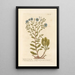 Aster étoilé ou aster attique - Elizabeth Blackwell — framed artwork on a wall