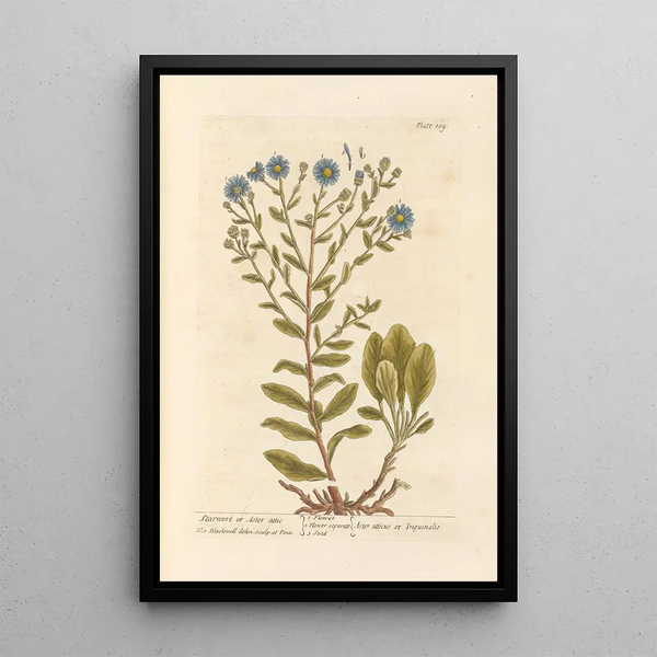 Aster étoilé ou aster attique - Elizabeth Blackwell — framed artwork on a wall