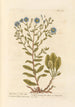 Aster étoilé ou aster attique - Elizabeth Blackwell — artwork view