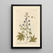 Aconite - Elizabeth Blackwell — framed artwork on a wall