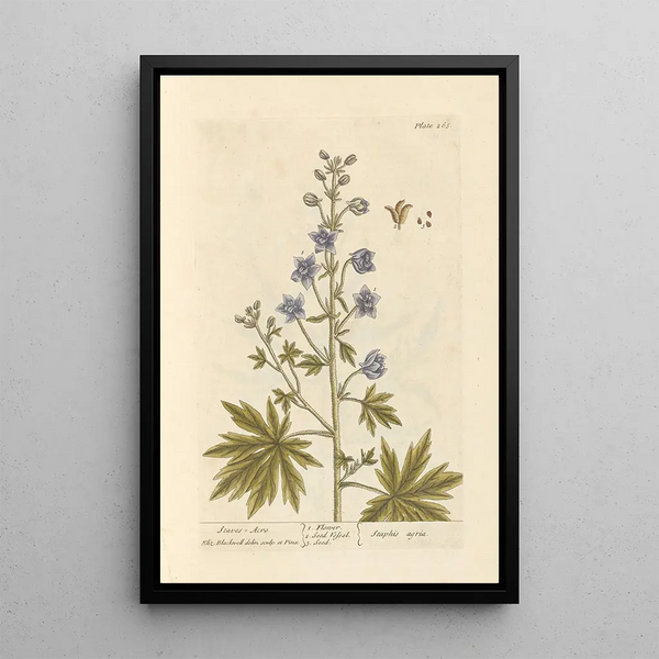 Aconite - Elizabeth Blackwell — framed artwork on a wall