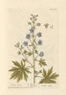 Aconite - Elizabeth Blackwell — artwork view