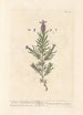 Lavender Stretched Canvas or French Lavender - Elizabeth Blackwell — artwork view