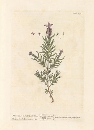Lavender Stretched Canvas or French Lavender - Elizabeth Blackwell — artwork view
