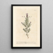 Lavender Stretched Canvas or French Lavender - Elizabeth Blackwell — framed artwork on a wall