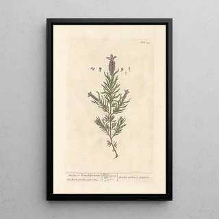 Lavender Stretched Canvas or French Lavender - Elizabeth Blackwell — framed artwork on a wall