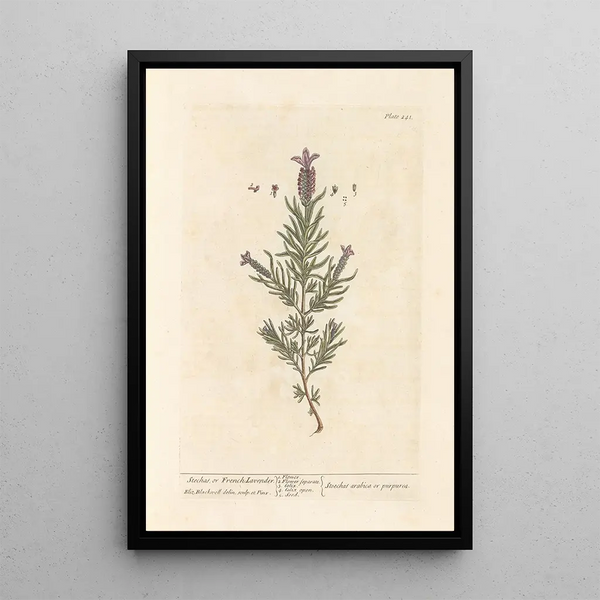 Lavender Stretched Canvas or French Lavender - Elizabeth Blackwell — framed artwork on a wall