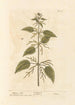 Nettle - Elizabeth Blackwell — artwork view