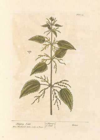 Nettle - Elizabeth Blackwell — artwork view