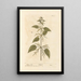 Nettle - Elizabeth Blackwell — framed artwork on a wall