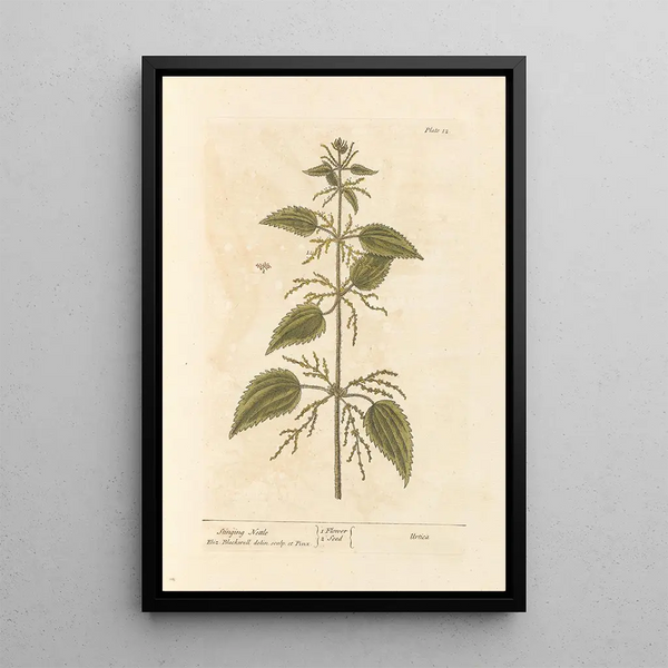 Nettle - Elizabeth Blackwell — framed artwork on a wall