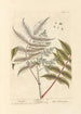 Sumac - Elizabeth Blackwell — artwork view