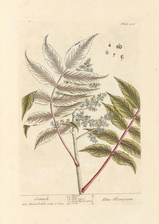 Sumac - Elizabeth Blackwell — artwork view