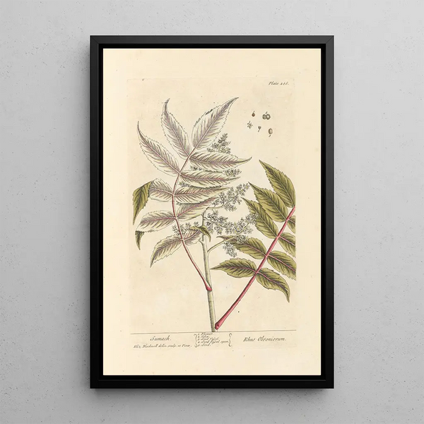 Sumac - Elizabeth Blackwell — framed artwork on a wall