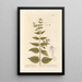 Dompte-venin - Elizabeth Blackwell — framed artwork on a wall