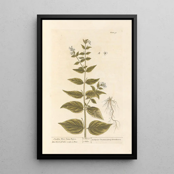 Dompte-venin - Elizabeth Blackwell — framed artwork on a wall
