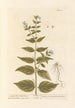 Dompte-venin - Elizabeth Blackwell — artwork view