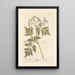 Cicely odorant - Elizabeth Blackwell — framed artwork on a wall