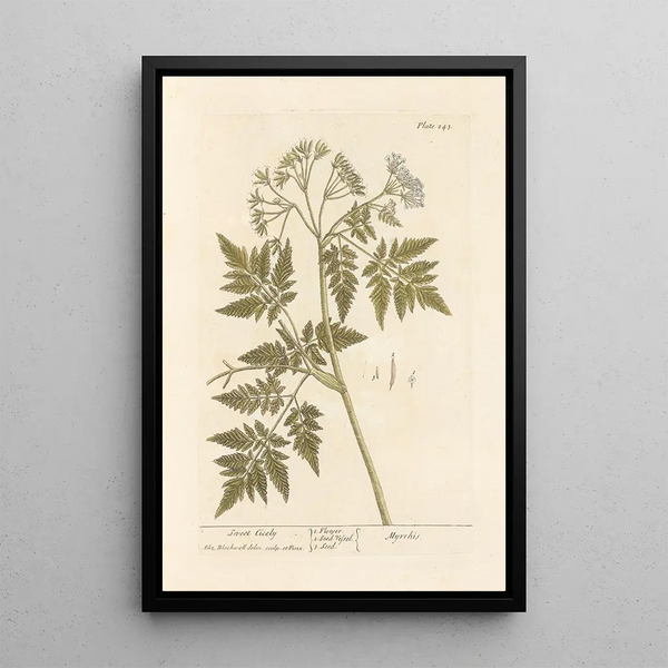 Cicely odorant - Elizabeth Blackwell — framed artwork on a wall