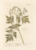 Cicely odorant - Elizabeth Blackwell — artwork view