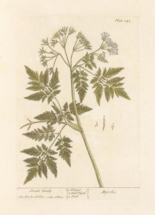 Elizabeth Blackwell - Sweet cicely.webp