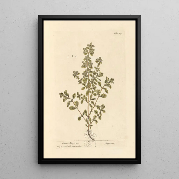 Marjolaine - Elizabeth Blackwell — framed artwork on a wall