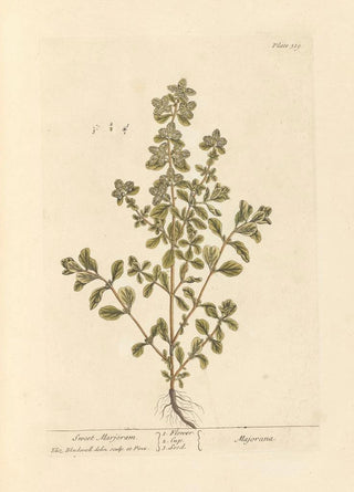 Marjolaine - Elizabeth Blackwell — artwork view