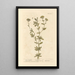 Absinthe douce - Elizabeth Blackwell — framed artwork on a wall