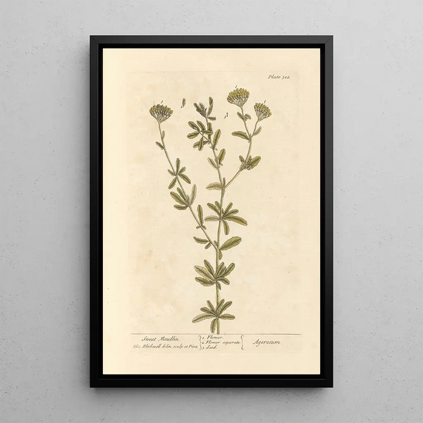 Absinthe douce - Elizabeth Blackwell — framed artwork on a wall