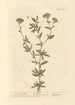 Absinthe douce - Elizabeth Blackwell — artwork view