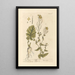 Sweet Turnip Painting - Elizabeth Blackwell — framed artwork on a wall
