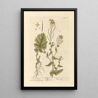 Sweet Turnip Painting - Elizabeth Blackwell — framed artwork on a wall