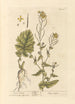 Sweet Turnip Painting - Elizabeth Blackwell — artwork view