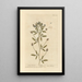 Clover soft - Elizabeth Blackwell — framed artwork on a wall