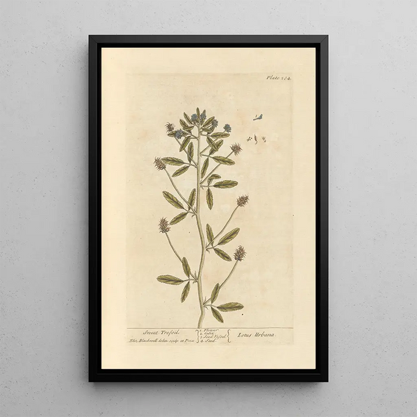 Clover soft - Elizabeth Blackwell — framed artwork on a wall