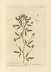 Clover soft - Elizabeth Blackwell — artwork view