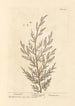Tamaris - Elizabeth Blackwell — artwork view