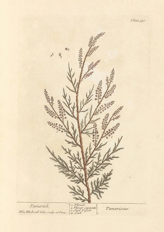 Tamaris - Elizabeth Blackwell — artwork view