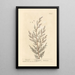 Tamaris - Elizabeth Blackwell — framed artwork on a wall