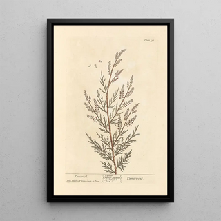 Tamaris - Elizabeth Blackwell — framed artwork on a wall