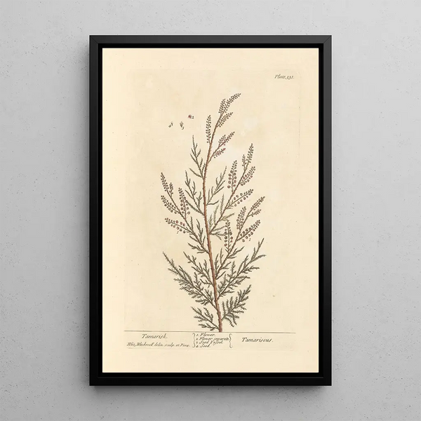 Tamaris - Elizabeth Blackwell — framed artwork on a wall