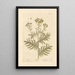 Tanaisie - Elizabeth Blackwell — framed artwork on a wall