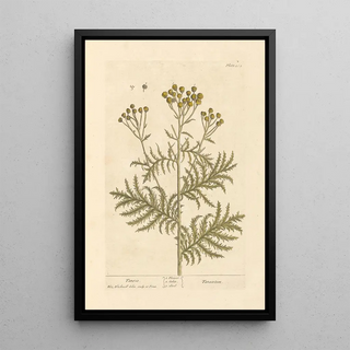 Tanaisie - Elizabeth Blackwell — framed artwork on a wall