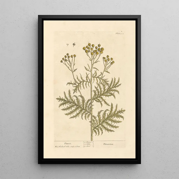 Tanaisie - Elizabeth Blackwell — framed artwork on a wall