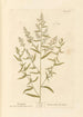 Estragon - Elizabeth Blackwell — artwork view