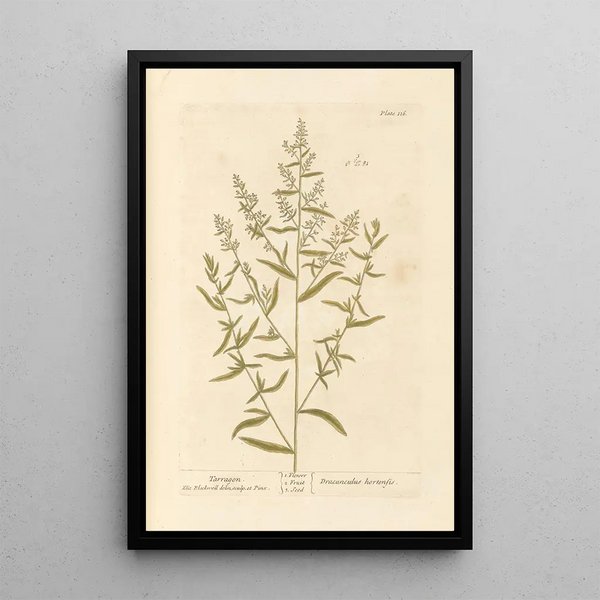Estragon - Elizabeth Blackwell — framed artwork on a wall