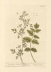 L'amome allemand - Elizabeth Blackwell — artwork view