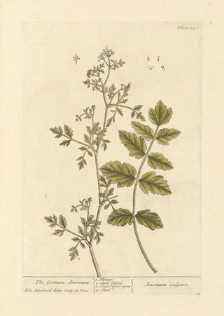 L'amome allemand - Elizabeth Blackwell — artwork view